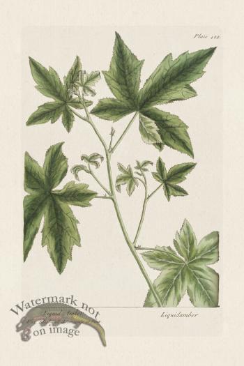 BEE 485 Liquid Amber